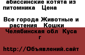 абиссинские котята из питомника › Цена ­ 15 000 - Все города Животные и растения » Кошки   . Челябинская обл.,Куса г.